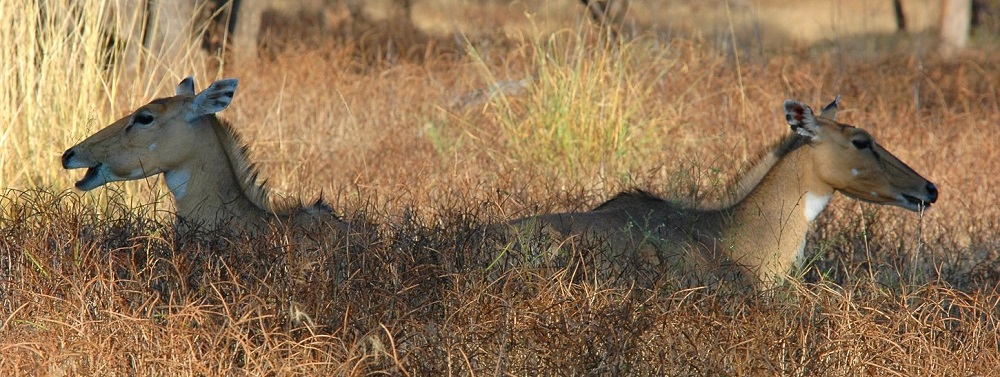 Flora and Fauna of Gir National Park, India