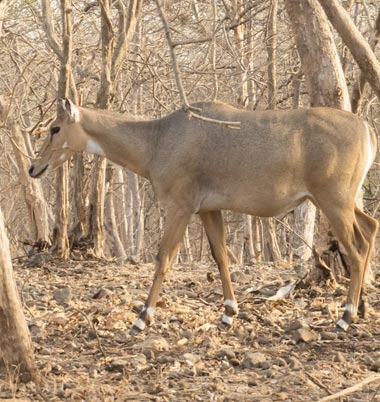 fauna in gir