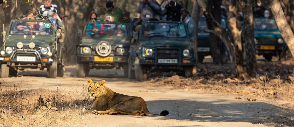 How to Plan a Perfect Gir Safari Tour from Mumbai