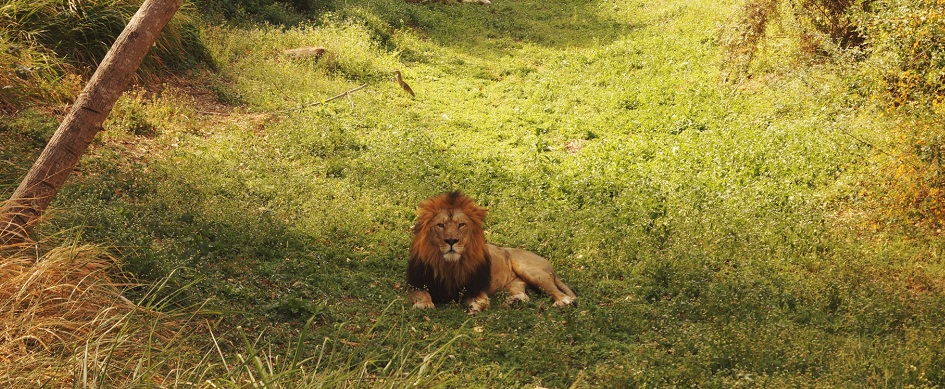 Gir Forest National Park: Where the Wild Roar of Lions Echoes