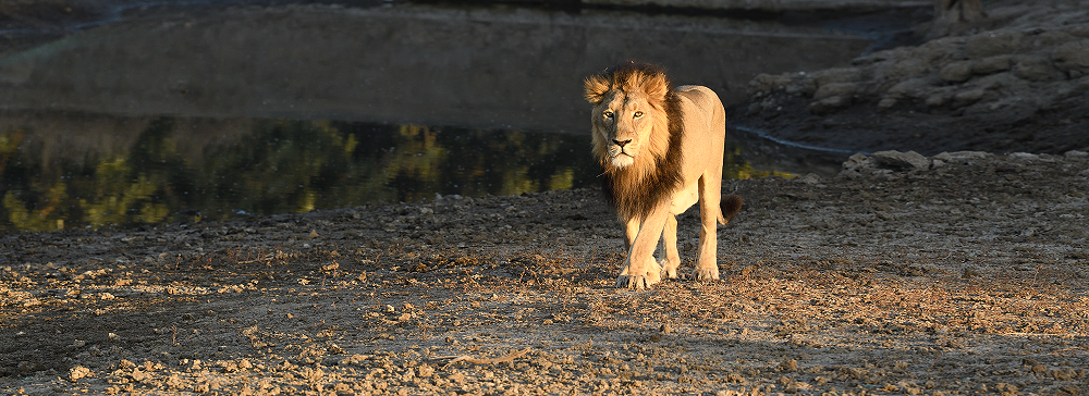 What activities should I opt for While Visiting Gir National Park