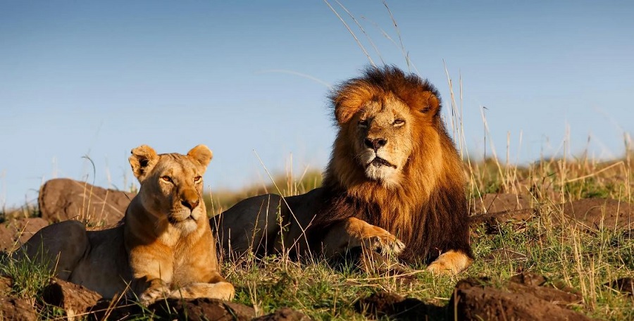 Gir National Park: Know Interesting Facts & Information for Largest Habitat of Asiatic Lions