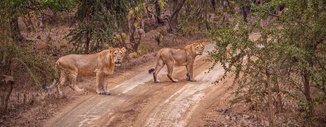 Unleash Your Adventurous Spirit with a Thrilling Gir Jeep Safari