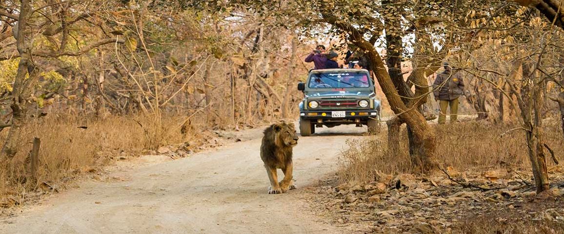 Engage in the Gir Jungle Trail Safari