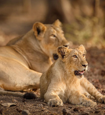 gir lion jeep safari