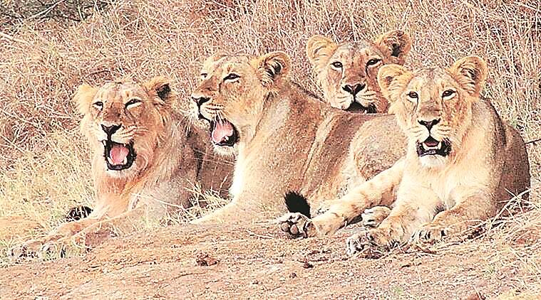 Gir National Park – A Lifeline for Lion in India