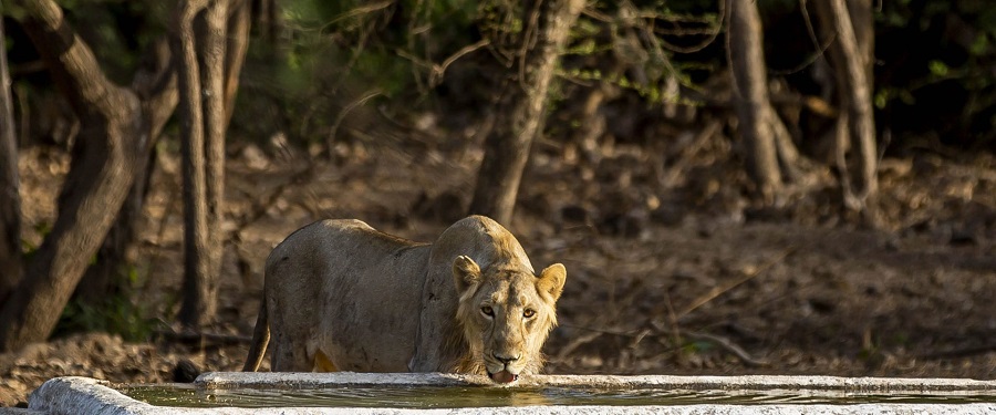 Step into the Land of Lions and Rann of Kutch