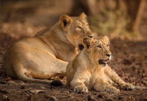 gir lion safari