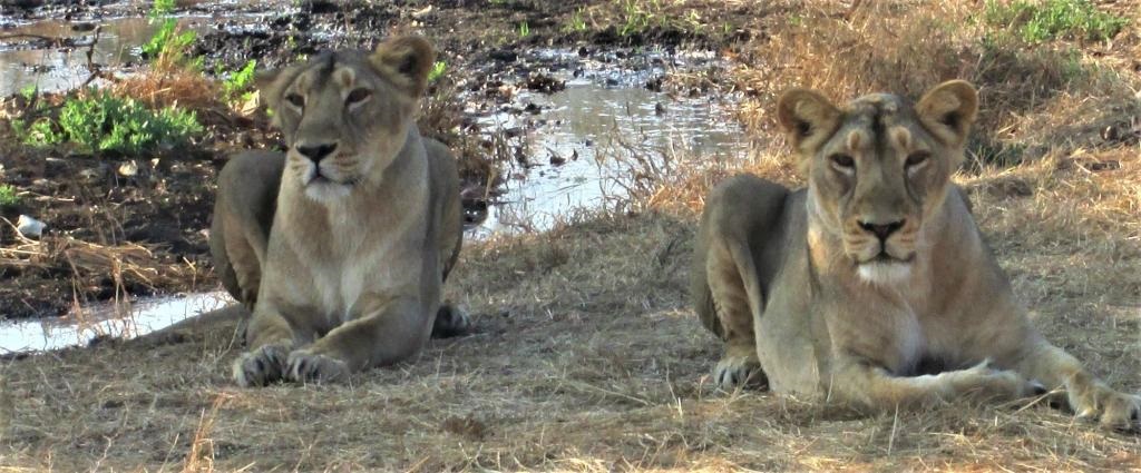 Man-Animal Conflict Rose in Gir After the Population Increase of Lions in Gir