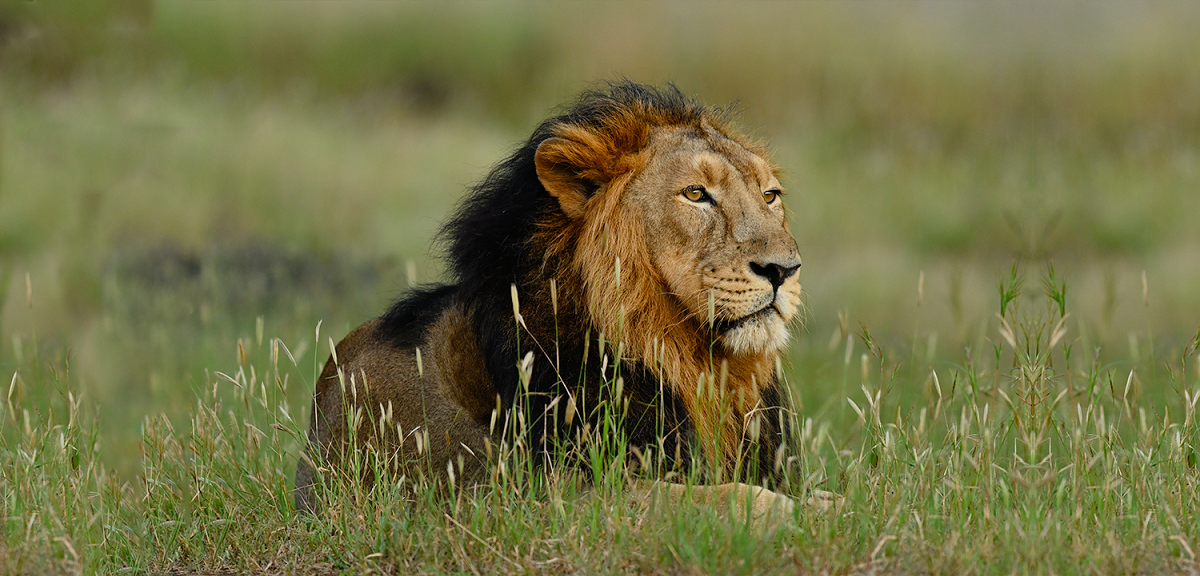 Story of the Oldest Lion in the History of Gir