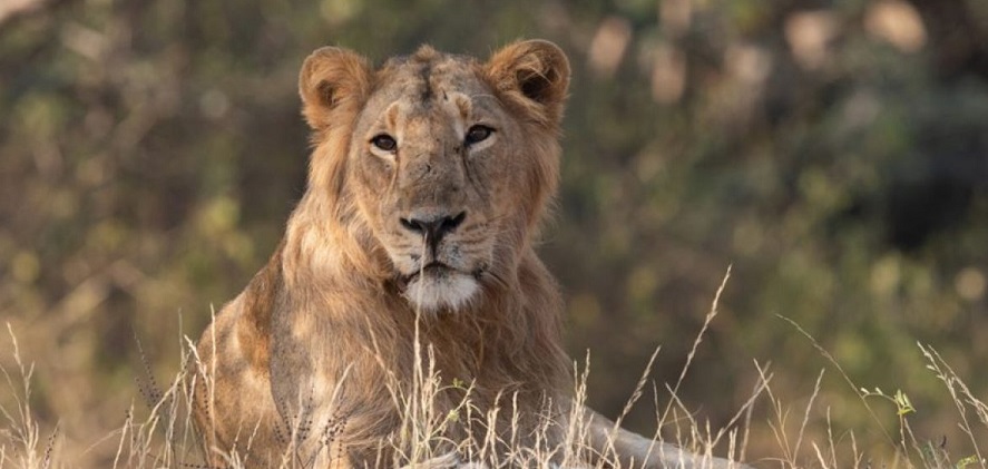 10 Classy Things to do in Gir National Park