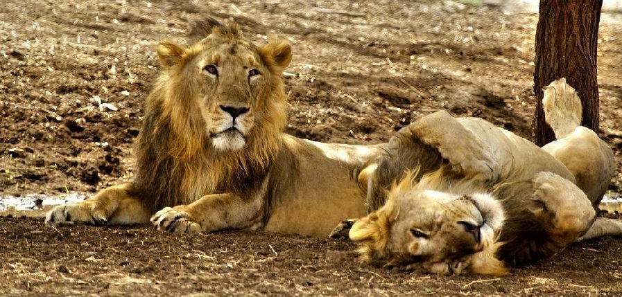 See Wild Lions on Safari in Gir National Park in India