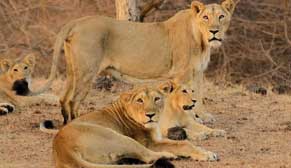 Make your way to the Gir National Park