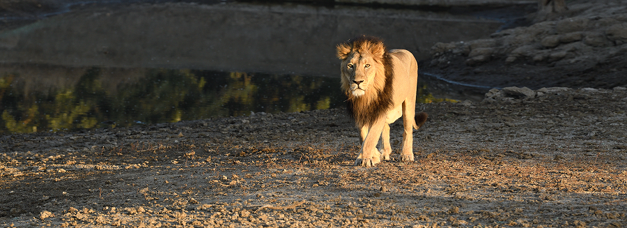 gir park safari