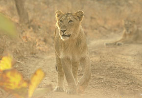 gir lion safari booking