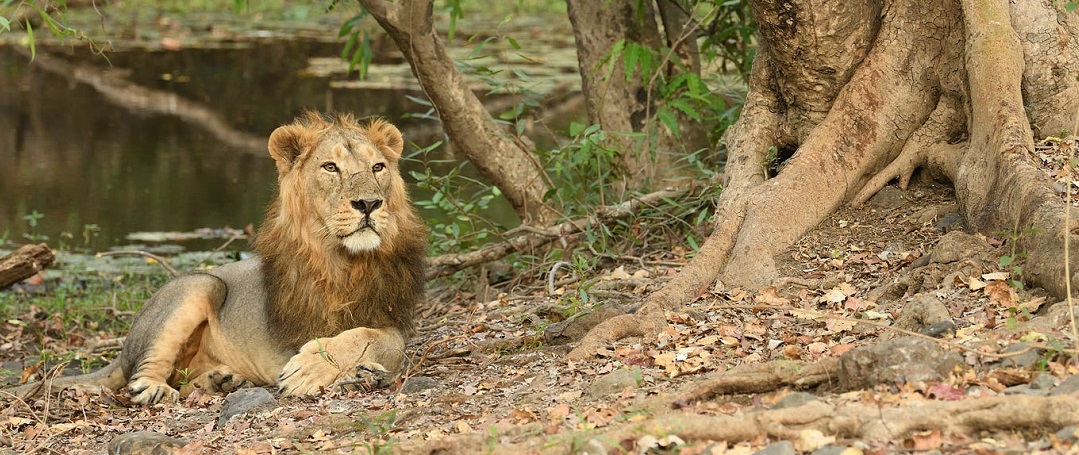 A Full Guide to Gir National Park Jeep Safari Booking