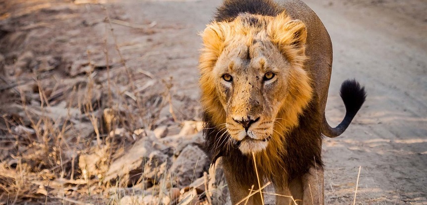Spend 2 days & 3 Nights with Asiatic Lions at Gir