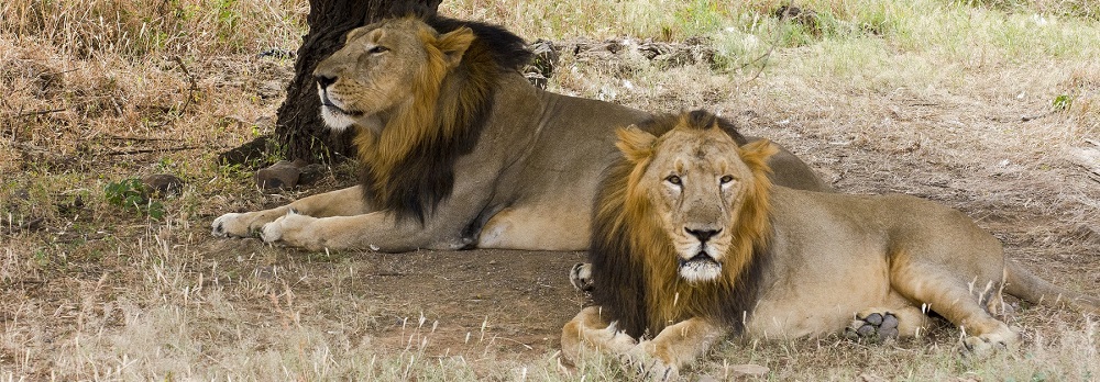 Know Safari Zones in Gir National Park