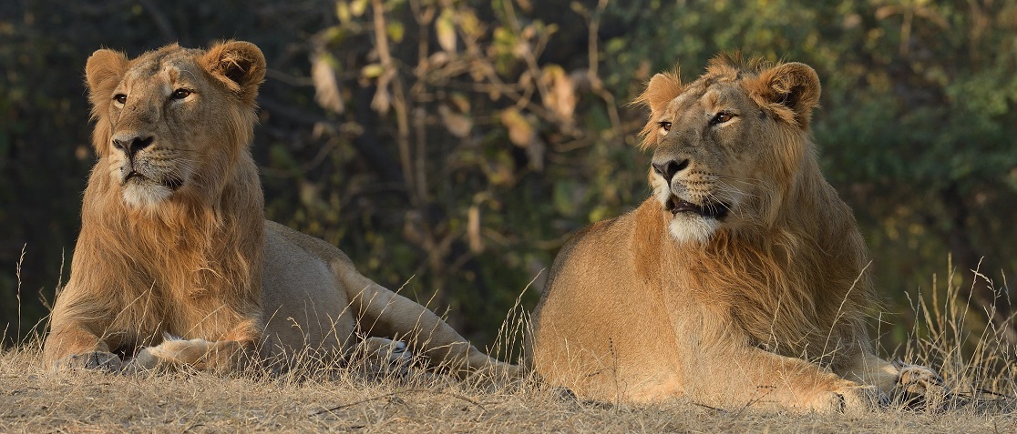 The Distinguished Home of King: Gir National Park & Wildlife Sanctuary