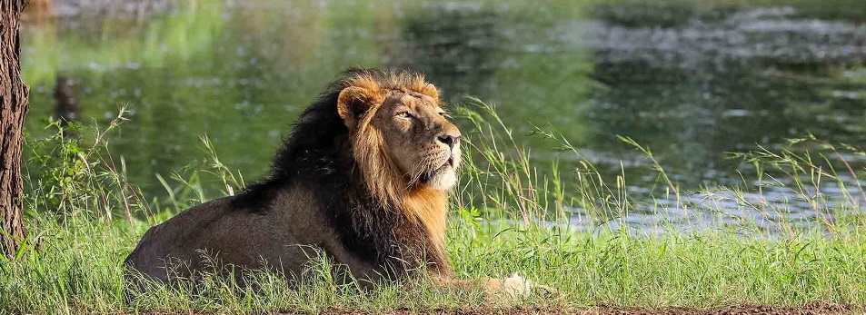 Indulge in Roaring Adventures by Unwinding the Best of Gir National Park