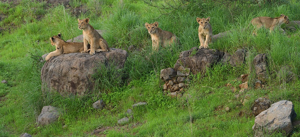 Tale of Gir National Park