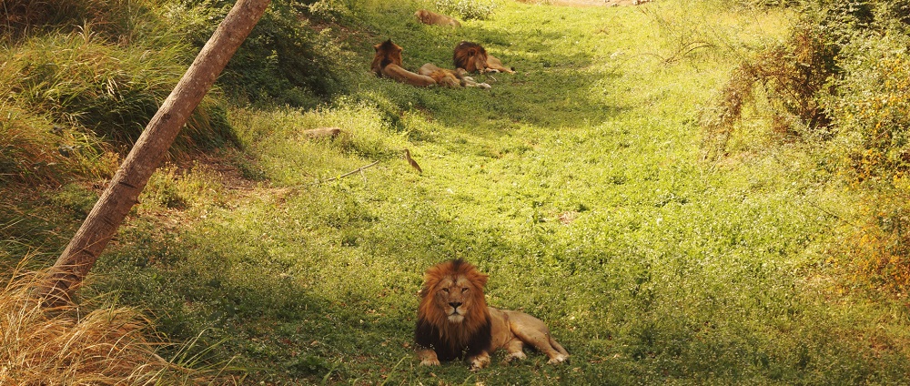 Things to Be Avoided When Visiting Gir National Park