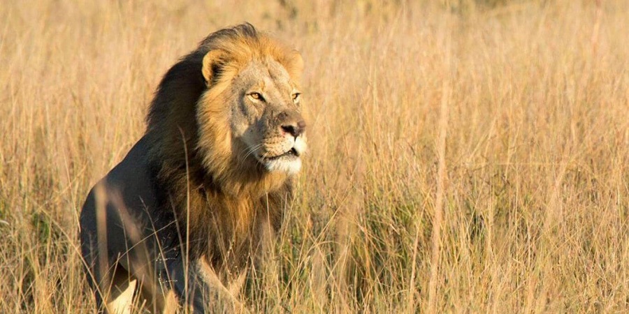 Explore the Unique Wildlife at Gir National Park