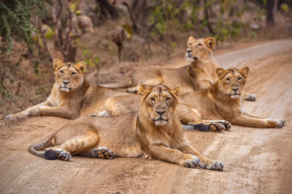 Wildlife Getaway with Family in Gir National Park