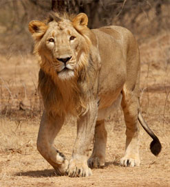 gir lions