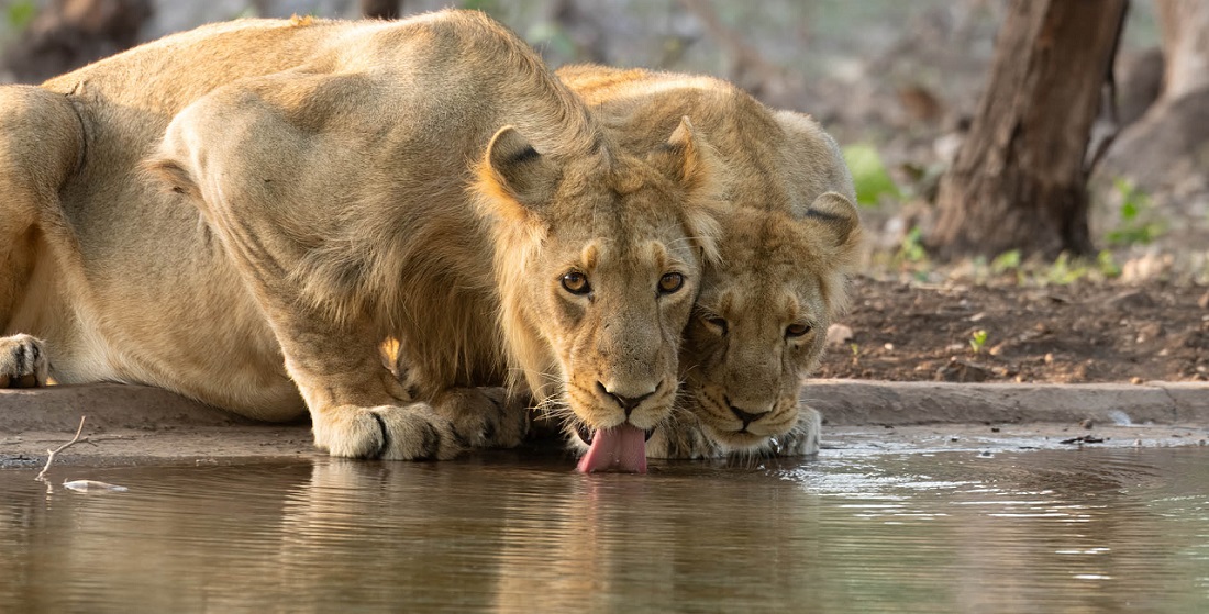 How to Explore Gir National Park in 2 Days