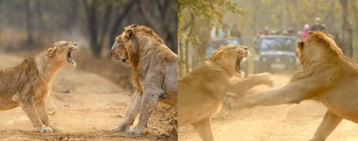 Lion-Lioness Fierce Showdown in Gir National Park - Visual Treat for Safari Goers