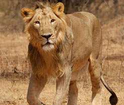 gir lions