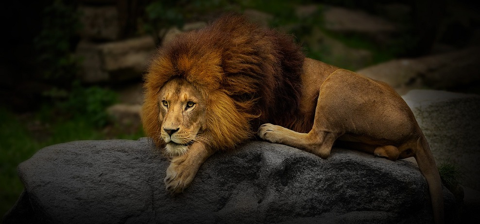 Gir Jeep Safari vs. Devaliya Jeep Safari - Which One Offers Better Lion Sightings