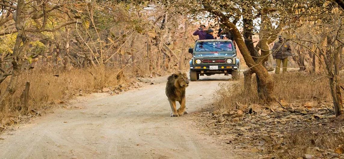 Morning vs. Evening Gir Jeep Safari in Winters