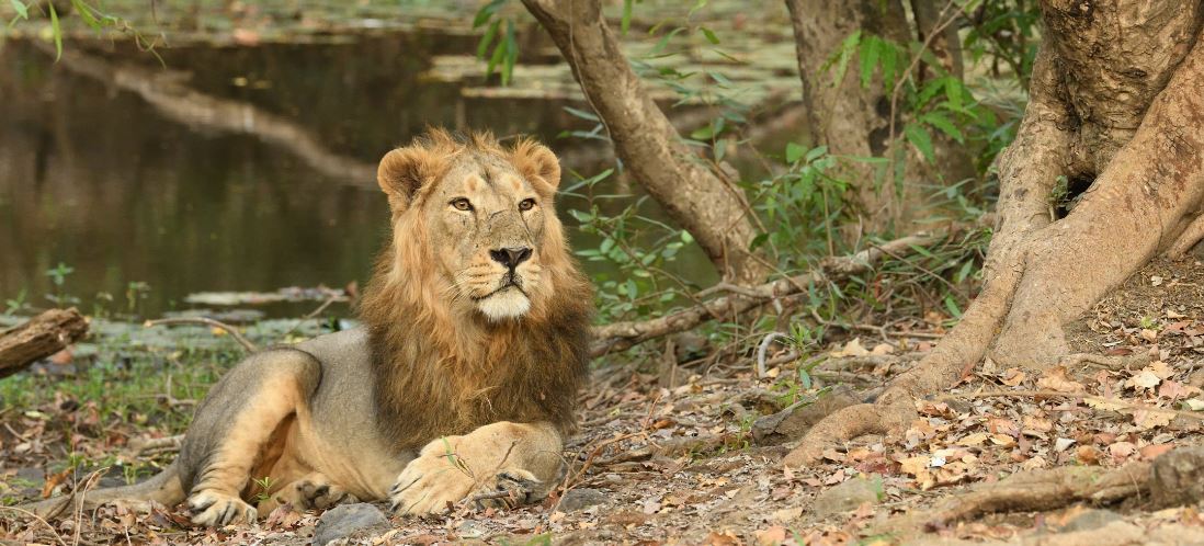 Immersive Wildlife Encounters: Exploring the GIZ Devalia Safari Experience