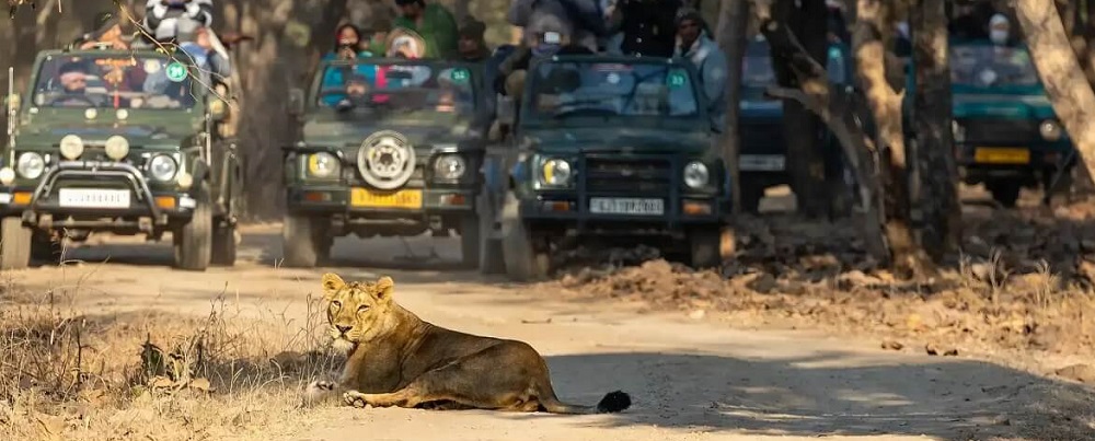 A Complete Itinerary for Gir Jeep Safari in 2 Days