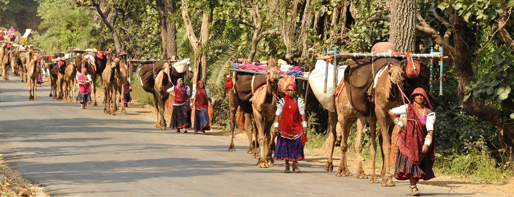 Gujarat's Wildlife Wonderland: A Symphony of Nature and Culture