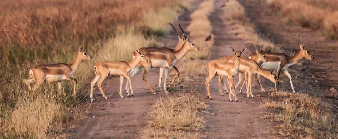Rich Biodiversity of Gujarat's Wildlife Sanctuaries