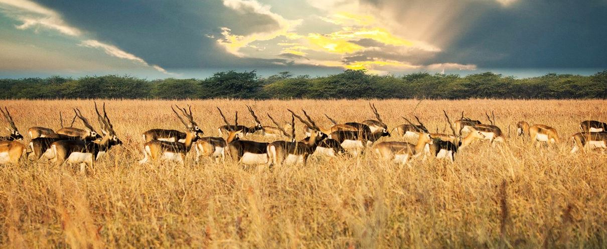 Top 5 National Parks in Gujarat, India