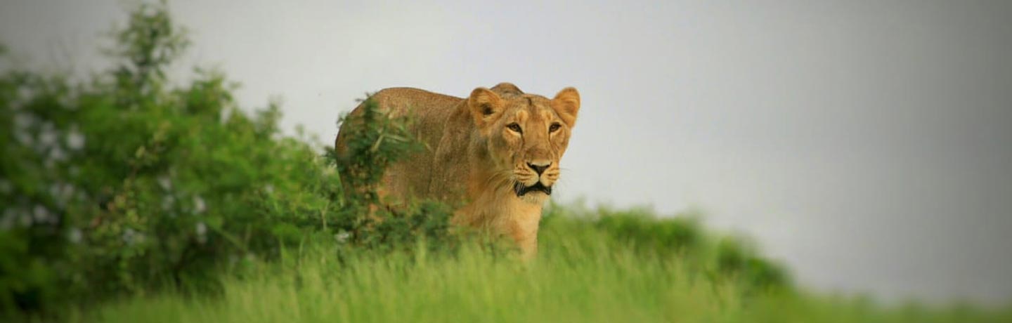gir national park banner