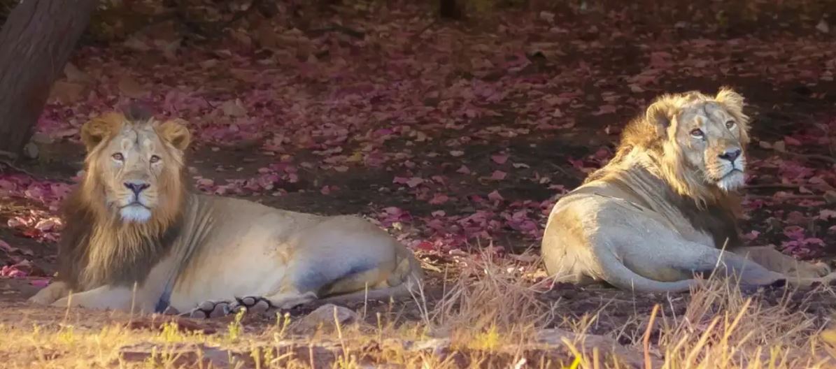 Jai and Veeru Die a Month Apart - 2 Lion Ruler Friends of Gir