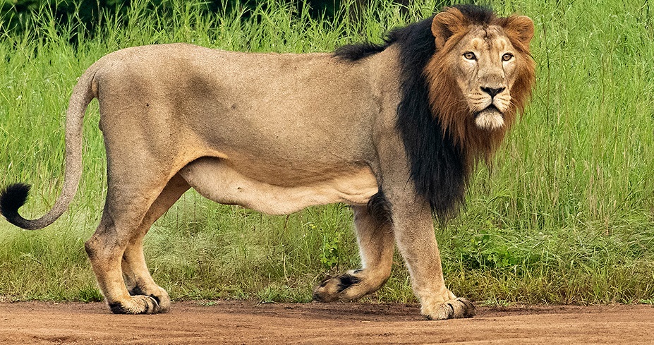 Behind the Scenes at Gir Safari: Unveiling the Enchanting World of India's Lion Sanctuary