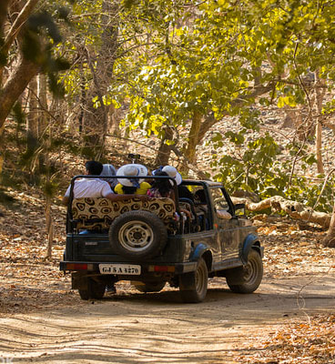 gir jungle trails