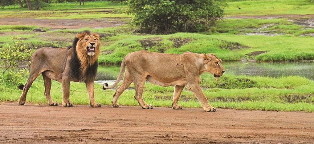 Gir National Park: Your 2024 Travel Guide to the Kingdom of Asiatic Lions