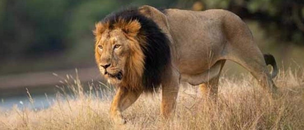 Witness the Power and Grace of Gir National Park's Lion