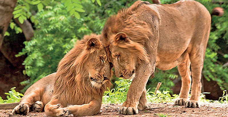 Asiatic Lions - Gir’s Top of the Bill