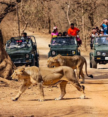 girnar lion safari booking