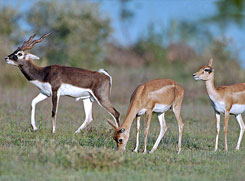 narayan wildlife