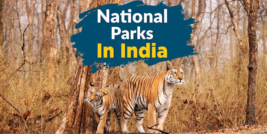 Five Top Rated National Parks in India where you can Enjoy Jungle Safari Ride