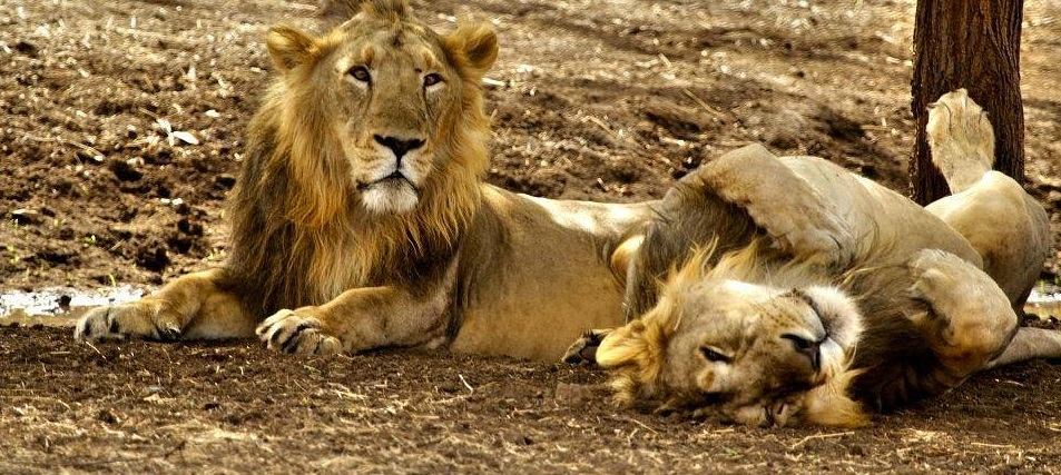 Best Family Vacation in Gir Perfect for Everyone